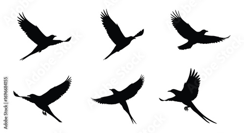 birds in flight captured with artistic shadow silhouette