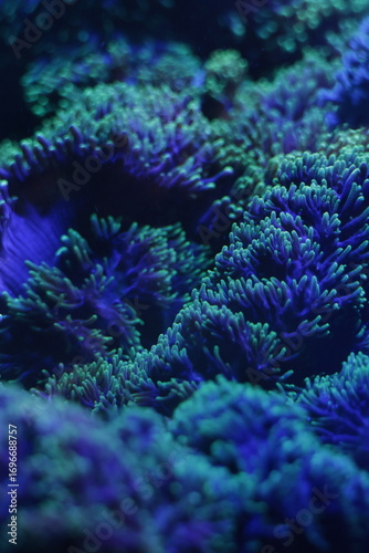 blue coral reef