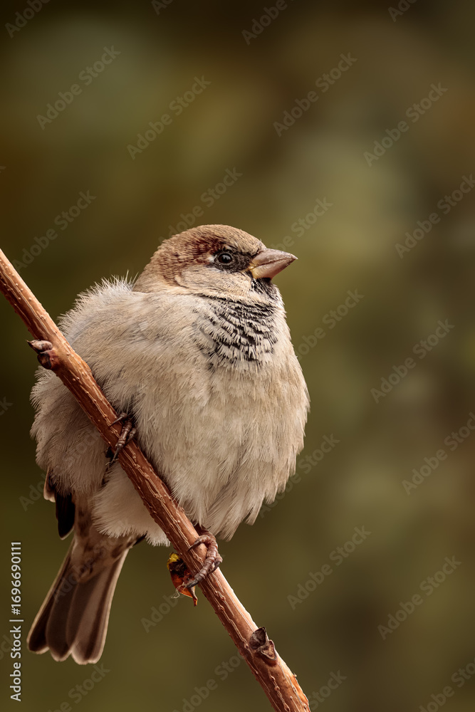 Naklejka premium bird