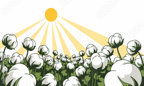 Field of fluffy white cotton bolls under a bright yellow sun.