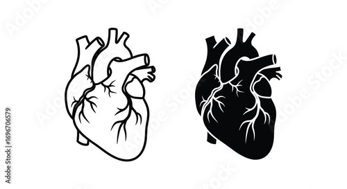 Heart Illustration - Line Art of Human Heart