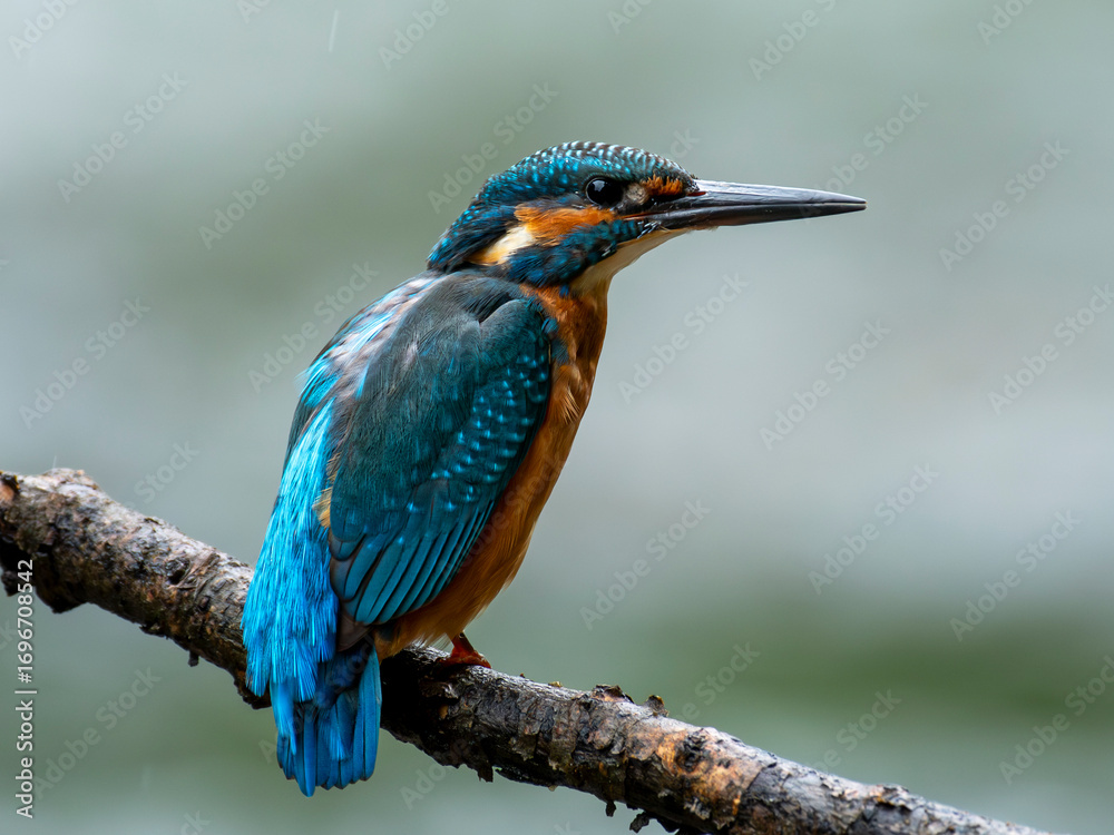 Fototapeta premium zimorodek portrety patyk z bliska niebieski