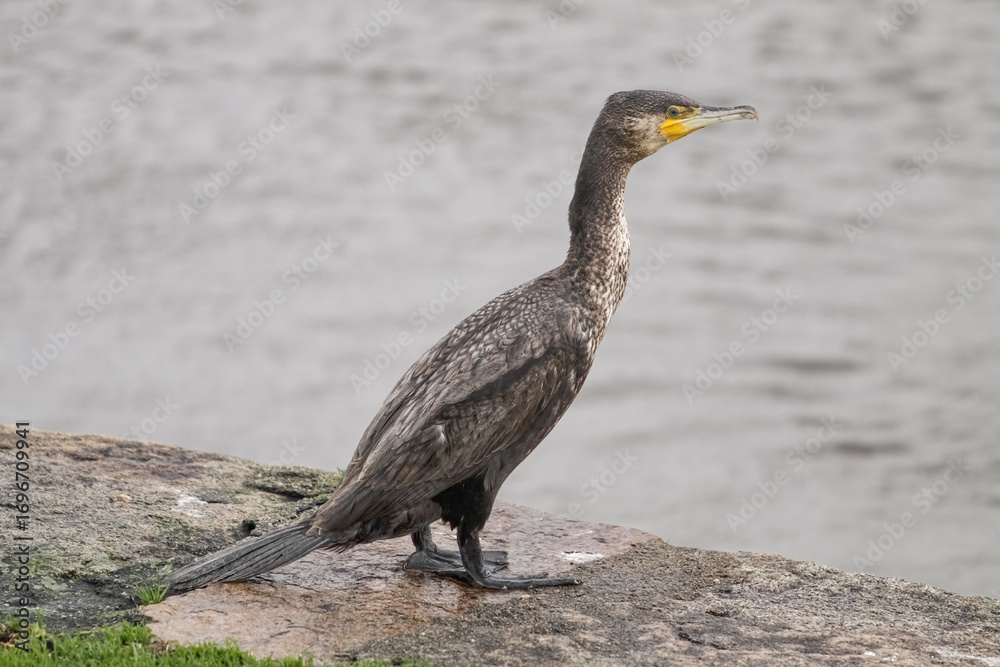 Obraz premium Douro river big cormorant resting