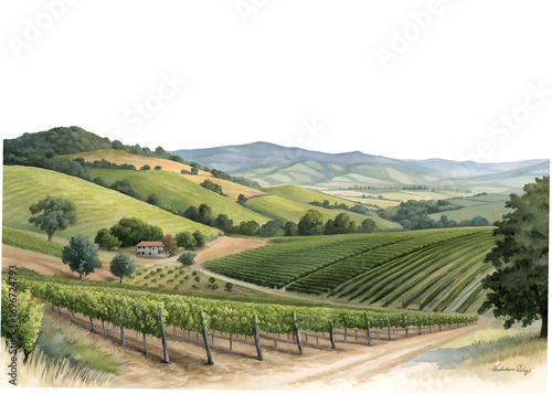 Watercolor painting of vineyard in napa valley isolated on transparent background