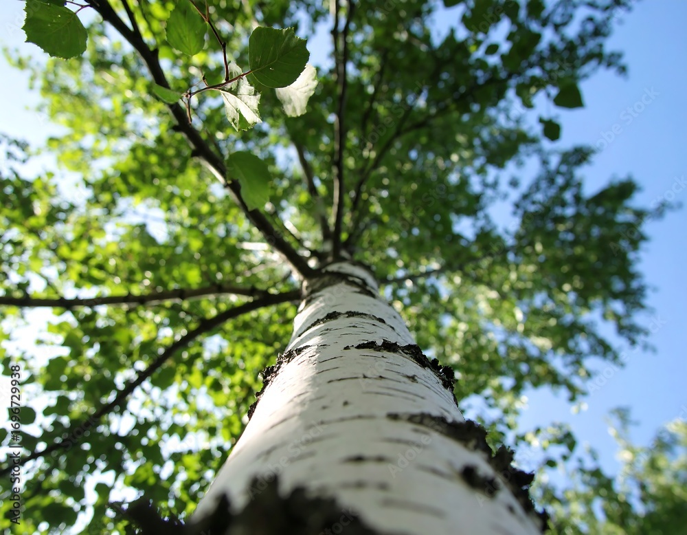 Fototapeta premium A vibrant, nature-filled image of a towering birch tree, showcasing its striking white bark against a backdrop of lush greenery and a clear summer sky.