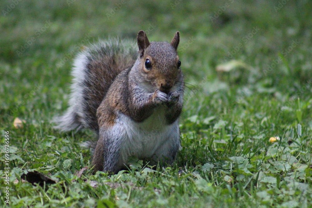 Obraz premium Brown Gray Squirrel Eating nuts