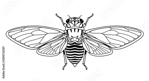 Detailed anatomical illustration of a cicada insect showing its intricate wing veins and segmented body structure