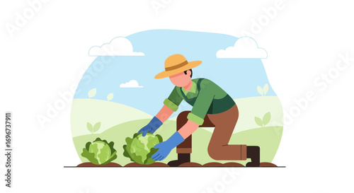 A Farmer Harvesting Fresh Cabbage in a Sunny Field Depicting Agricultural Labor