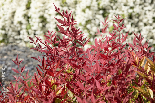 Cuadro en lienzo Gros plan du feuillage de Nandina domestica 'Obsessed’