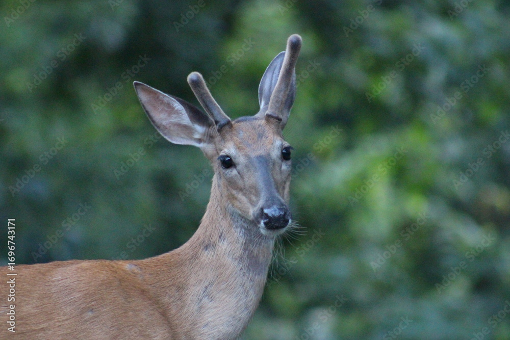 Fototapeta premium Young Buck Deer hanging out