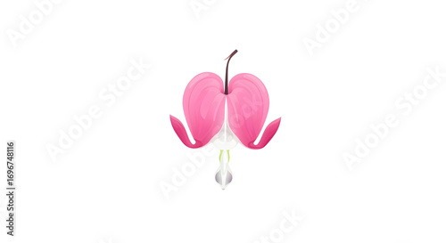 Bleeding heart flower blossom illustration isolated PNG with Transparent Background