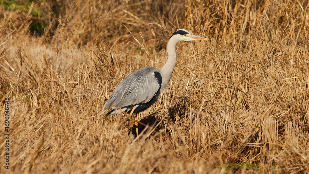 Obraz premium grey heron lures motionless for prey