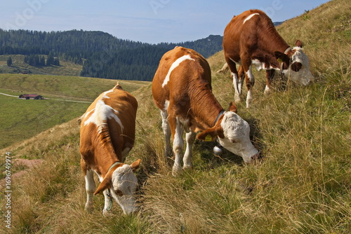 Cattle on alpine pastures over Lofer, Austria, Europe 
