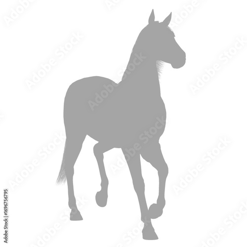Elegant horse in motion silhouette