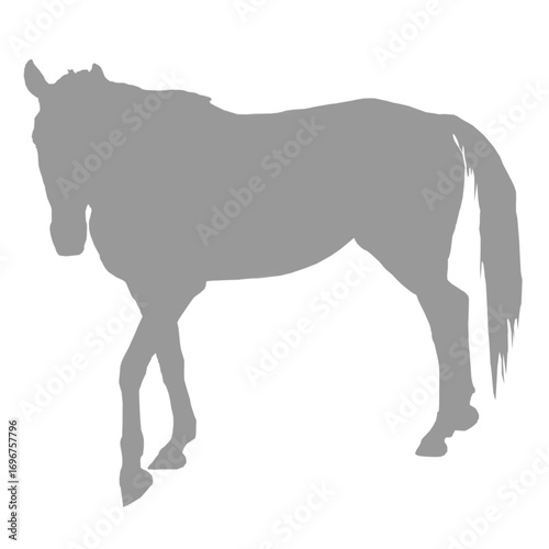 A striking grey horse silhouette standing against a black background silhouette