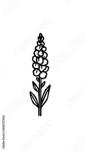 flor lavanda
