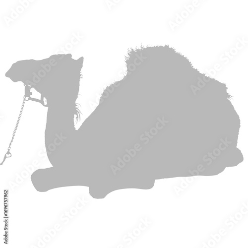 Desert camel silhouette against black background