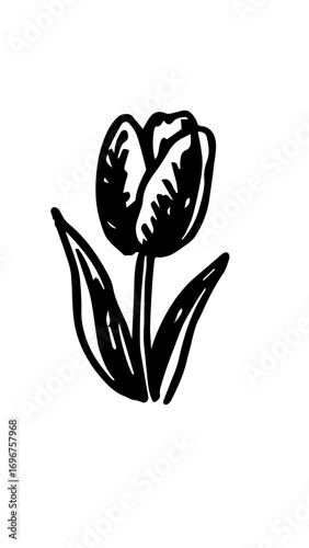 tulipan