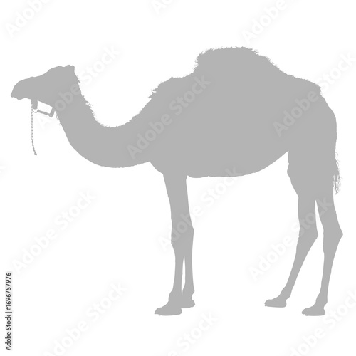 A single camel standing in profile silhouette
