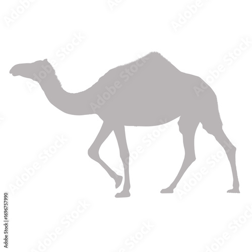 Gray camel walking silhouette
