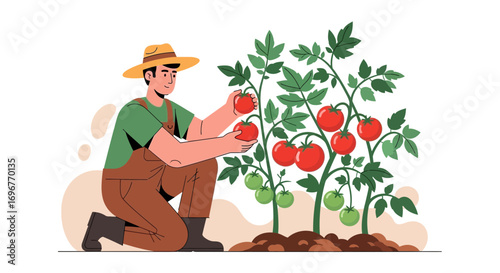 Farmer Harvesting Tomatoes from Plant in Garden, Illustration of Organic Sustainable Farming