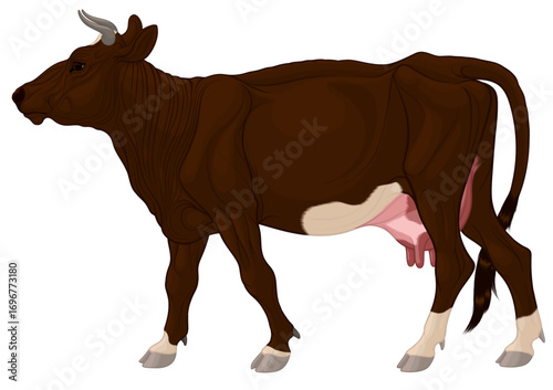 Colored vector illustration of a walking domestic cow. Image of piebald cattle with white spots. Design element for farm, milk packaging or meat products.