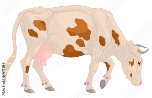 A grazing cow, walking with its head down. Colored vector illustration for farm design. A white cattle with brown spots.