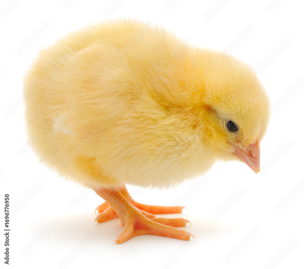 Fototapeta premium Fluffy yellow chick standing isolated on white background