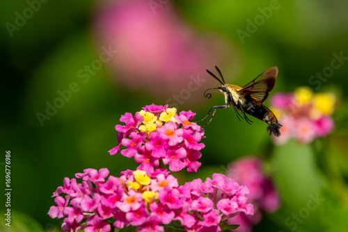 A Snowberry Clearwing Hummingbird moth feeding on pink lantana flowers