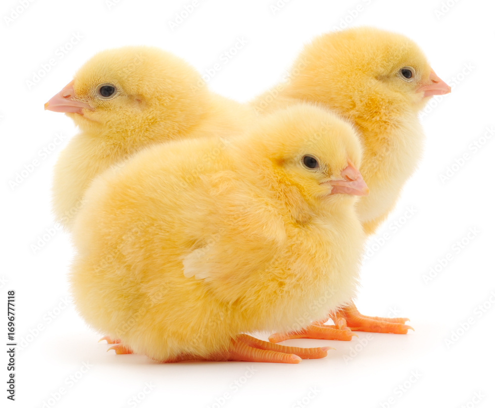 Obraz premium Three yellow chicks isolated on white background