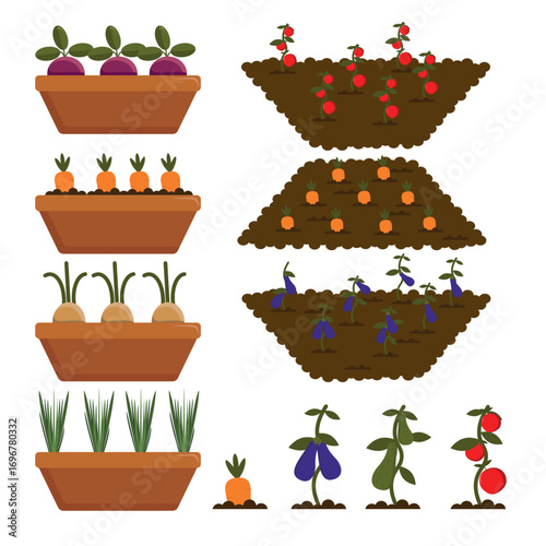 Set of seedlings, vegetable beds in cartoon style. Vector illustration of growing different vegetables: beets, carrots, turnips, onions, eggplants, zucchini, tomatoes isolated on white background.