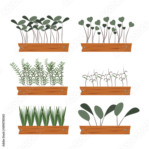 Set of sprouts, microgreens in pots in cartoon style. Vector illustration of growing green sprouts, leaves of different shapes in wooden containers isolated on white background.Fresh superfood plants.