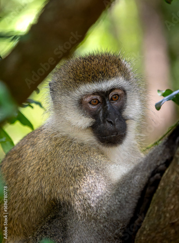Vervet Monkey on the tree in Masai Mara