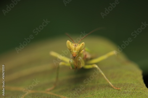 A photograph of a Praying Mantis, characterized by its triangular head, large compound eyes, and raptorial forelegs designed for seizing prey. This green mantis camouflages itself among leaves,