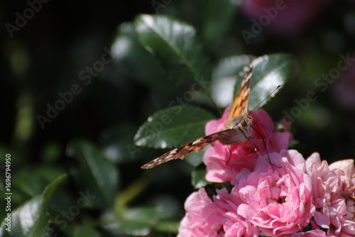 Red admiral (Atalanta Vanessa) Butterfly
