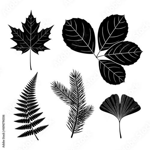Diverse black silhouette nature leaves collection vector illustration. Maple, fern, pine, ginkgo, and compound leaf botanical design.