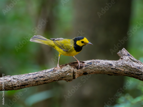 Male hooded warbler perched on limb