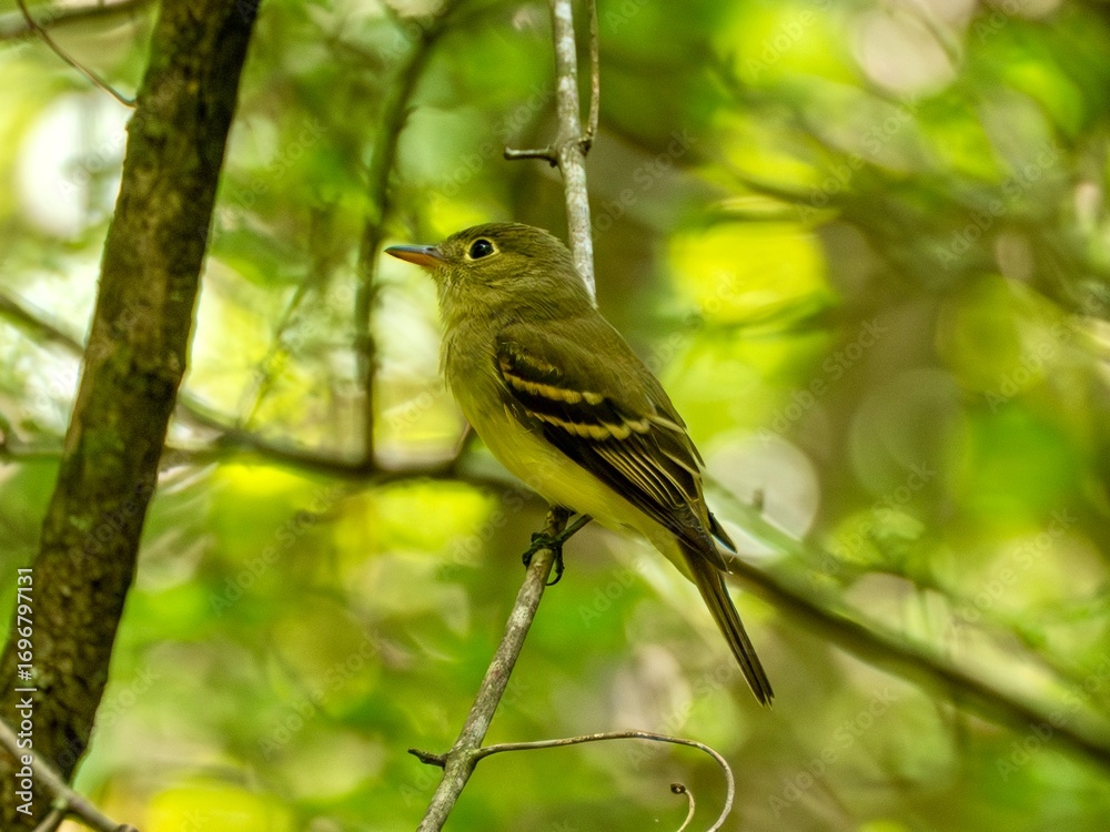 Fototapeta premium Flycatcher bird perched on a limb