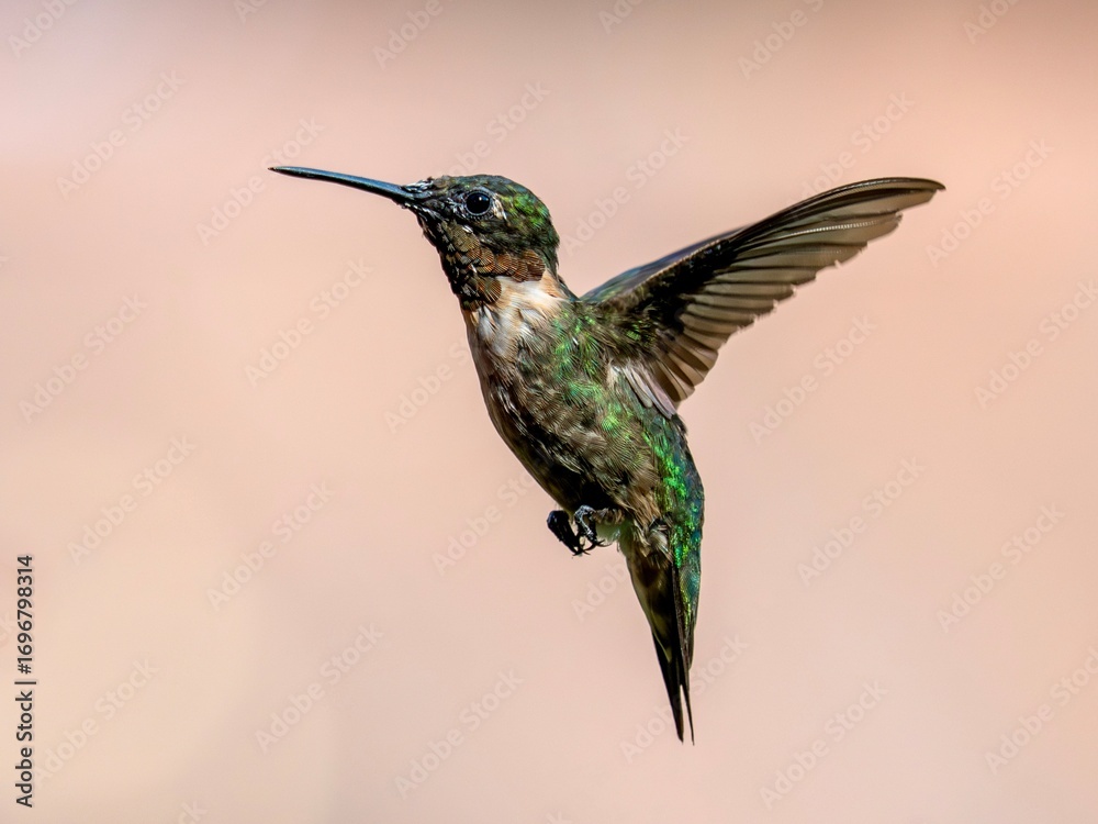 Fototapeta premium Ruby-throated hummingbird in flight