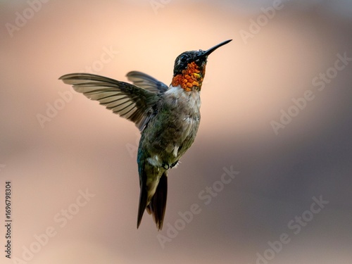 Ruby-throated hummingbird in flight