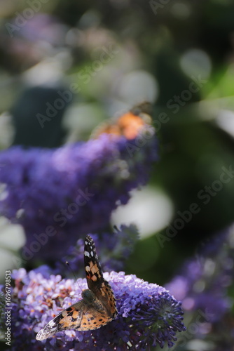 Red Admiral (Atalanta Vanessa) Butterfly