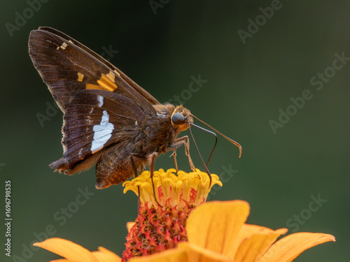 Foto Skipper butterfly on zinnia flower