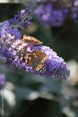 Red Admiral (Atalanta Vanessa) Butterfly