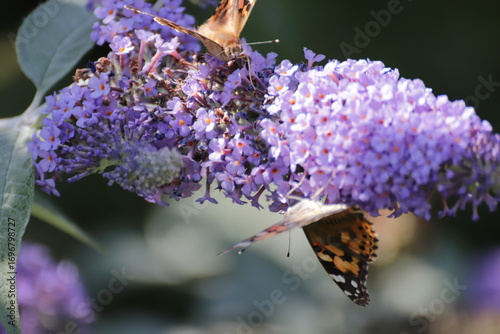 Red Admiral (Atalanta Vanessa) Butterfly