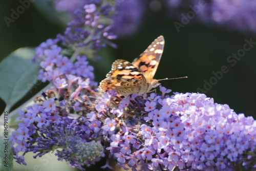 Red Admiral (Atalanta Vanessa) Butterfly