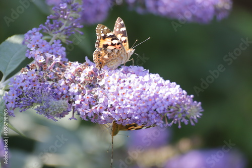 Red Admiral (Atalanta Vanessa) Butterfly
