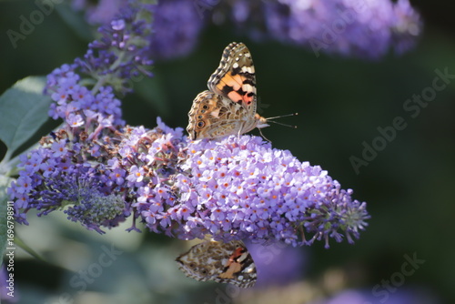 Red Admiral (Atalanta Vanessa) Butterfly