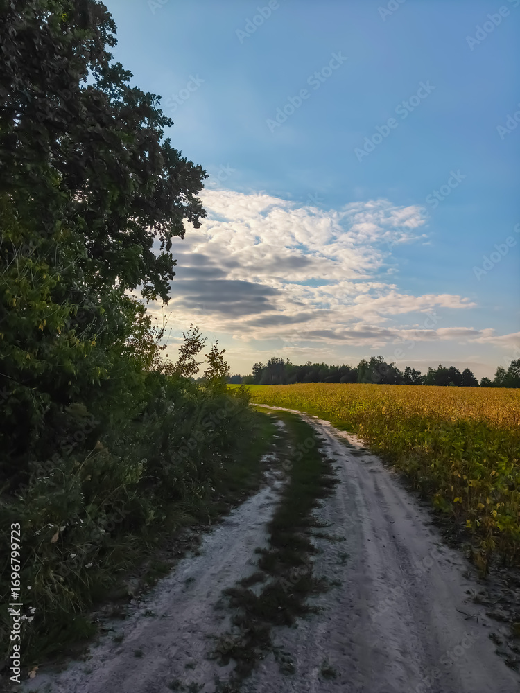Fototapeta premium dirt road between a mowed field and a forest