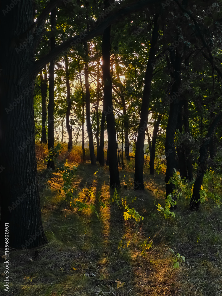 Naklejka premium autumn sunset in the forest