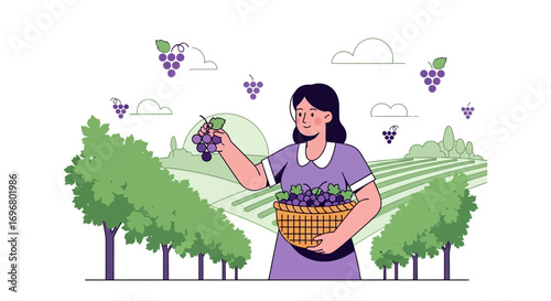 Woman Harvesting Grapes In Vineyard, Illustrating Agriculture During Grape Season